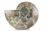 Cut & Polished Ammonite Fossil (Half) - Madagascar #362361-1